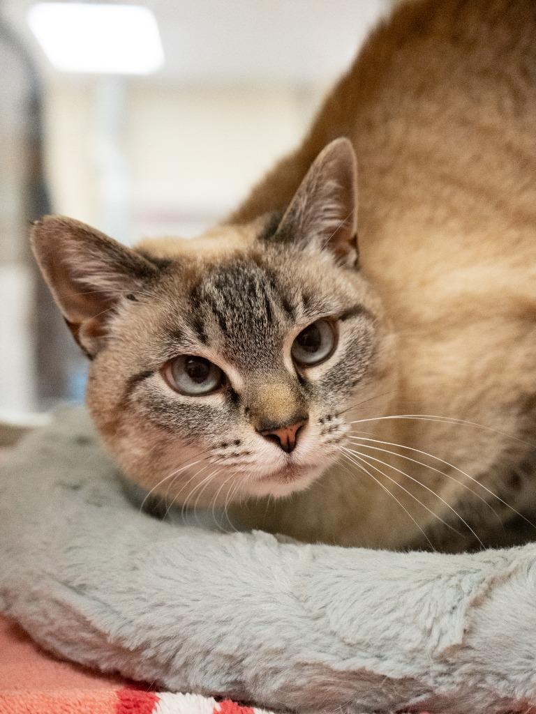 Enlarge Pippi Longstocking *Sponsored Senior*, a Adoptable mixed breed in Christiansburg, VA image 3/5