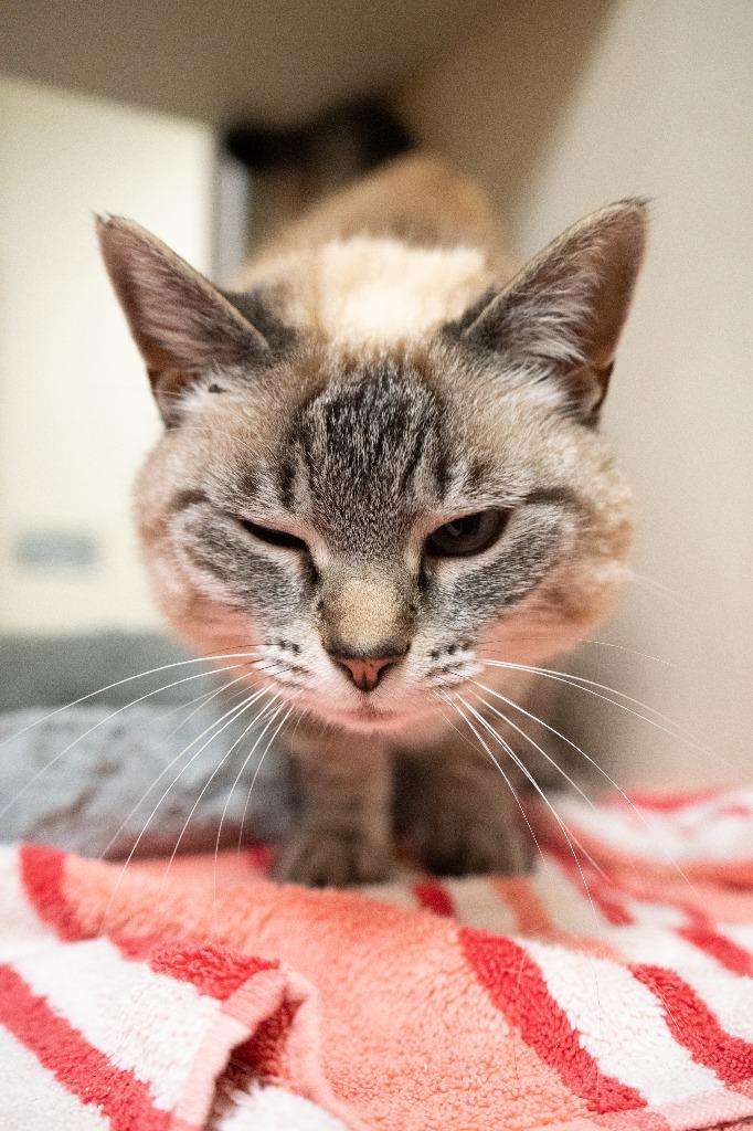 Enlarge Pippi Longstocking *Sponsored Senior*, a Adoptable mixed breed in Christiansburg, VA image 4/5