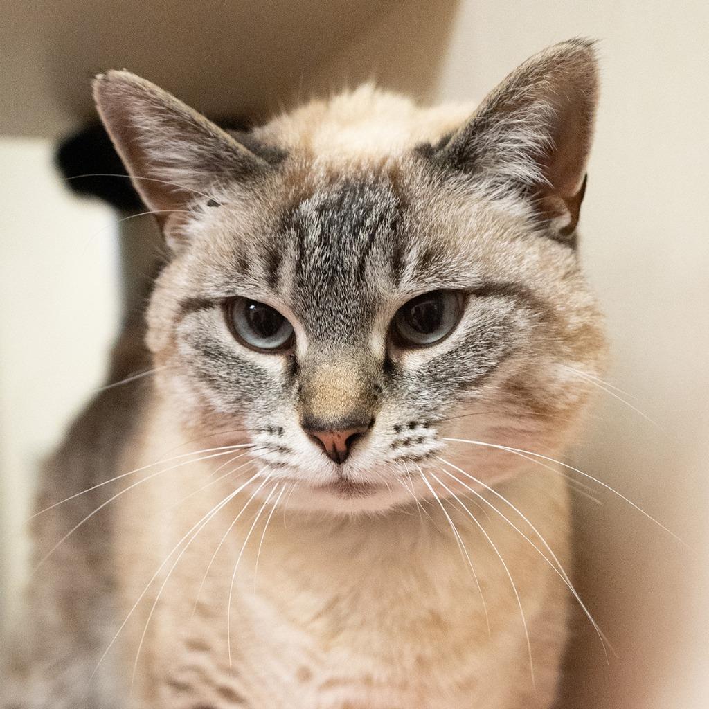 Enlarge Pippi Longstocking *Sponsored Senior*, a Adoptable mixed breed in Christiansburg, VA image 5/5