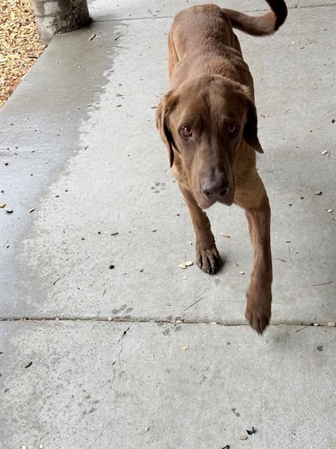 LOUIE, Adoptable, Adult Male Labrador Retriever.