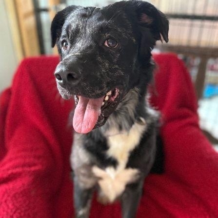 Palmer, Adoptable, Adult Male Border Collie.