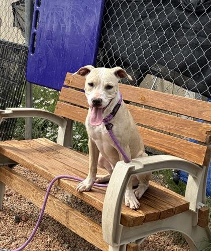 Winnie, Adoptable, Young Female Mixed Breed & Mixed Breed.
