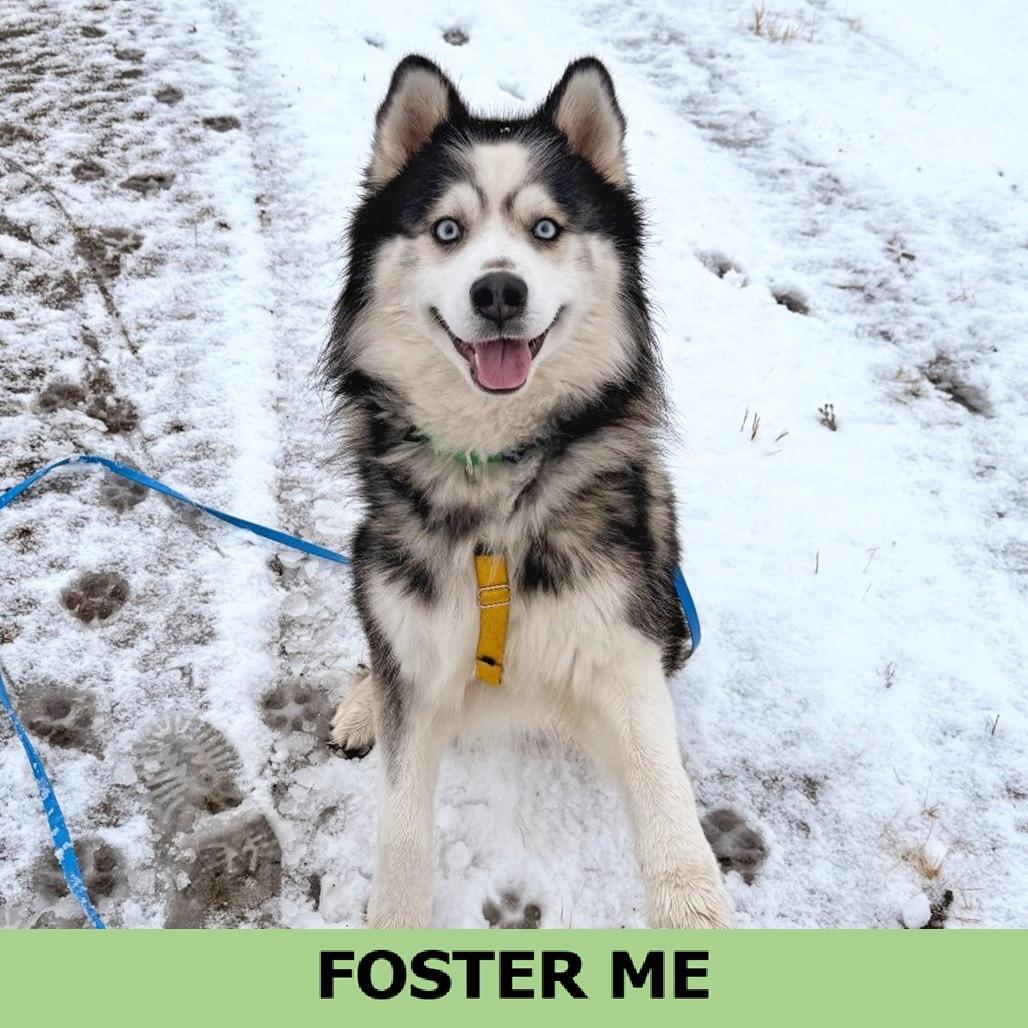 Kado, Adoptable, Adult Male Mixed Breed.