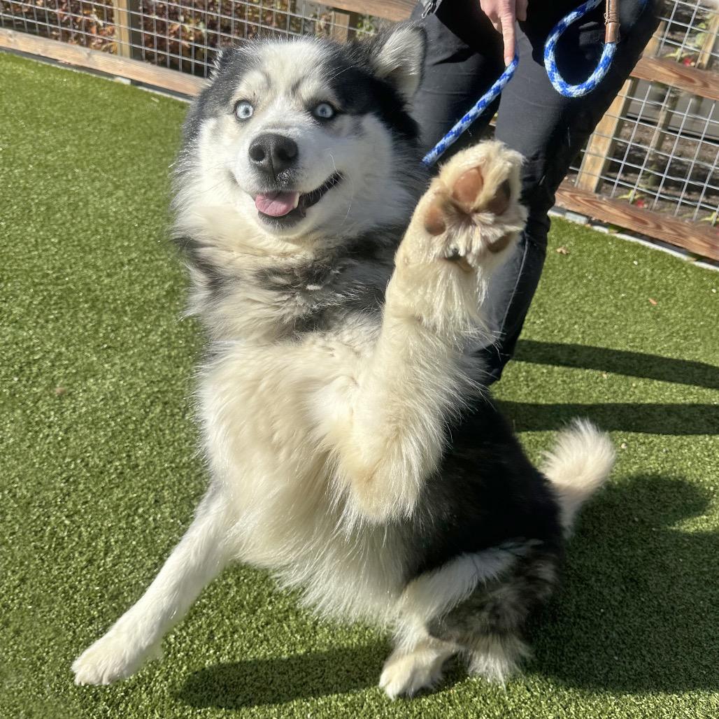 Enlarge Kado, a Adoptable Mixed Breed in Hailey, ID image 1/6