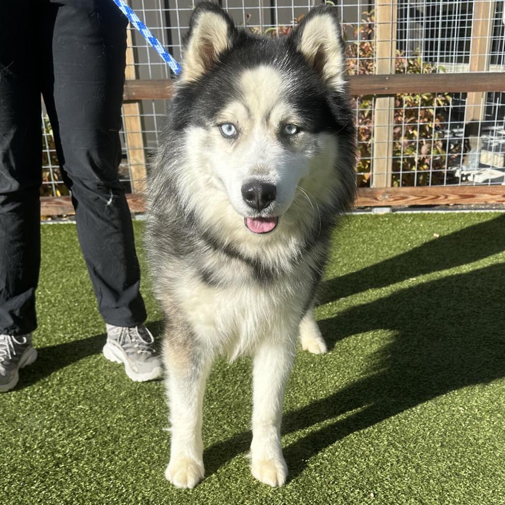 Enlarge Kado, a Adoptable Mixed Breed in Hailey, ID image 2/6