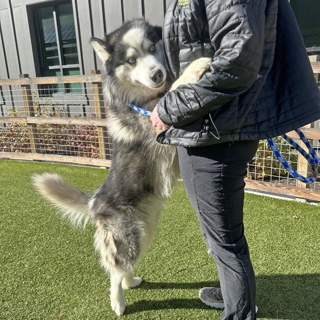 Enlarge Kado, a Adoptable Mixed Breed in Hailey, ID image 4/6