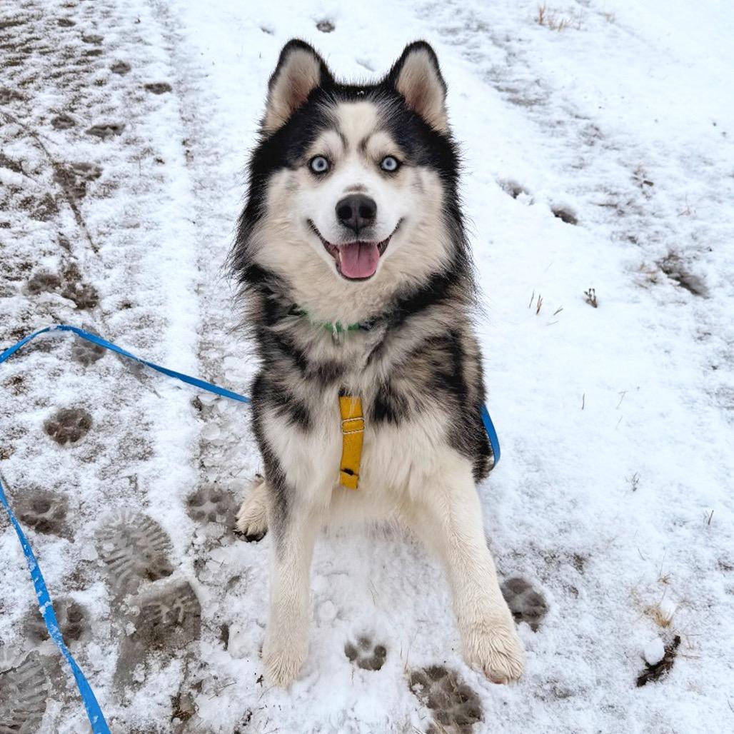 Enlarge Kado, a Adoptable Mixed Breed in Hailey, ID image 5/6