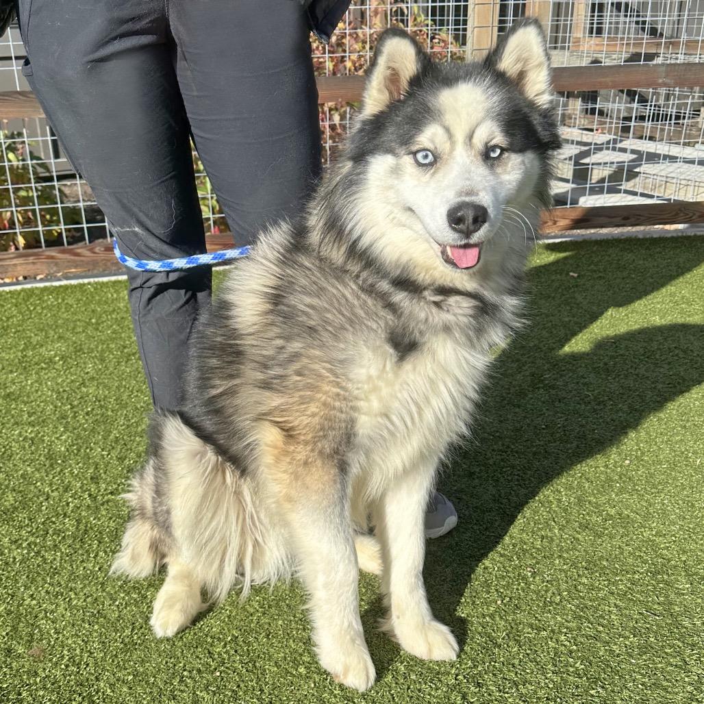Enlarge Kado, a Adoptable Mixed Breed in Hailey, ID image 6/6