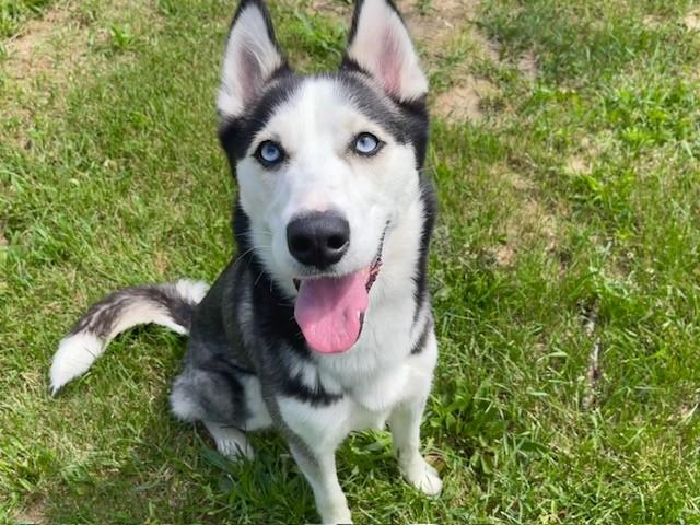 Enlarge NANOOK, a Adoptable Siberian Husky in Toronto, ON image 1/1