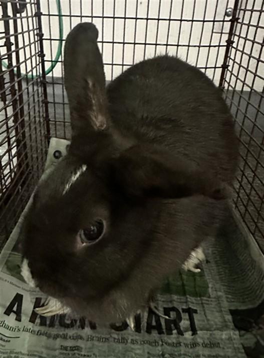 PEPSI, Adoptable, Adult Female American.