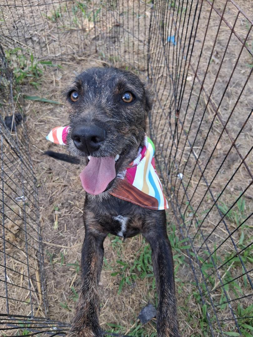 Junior, a Adoptable mixed breed in Albion, NY image 2/3