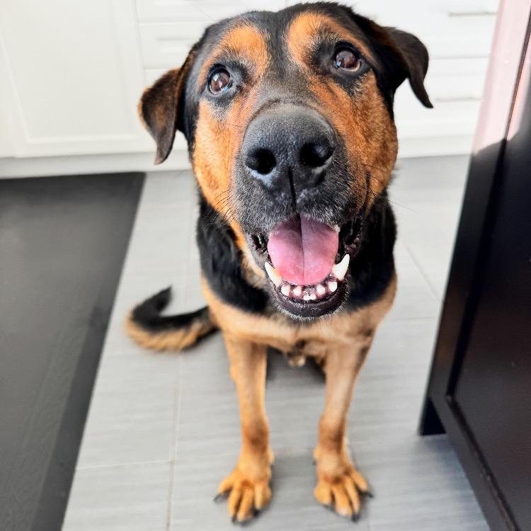Rex, Adoptable, Adult Male Rottweiler.