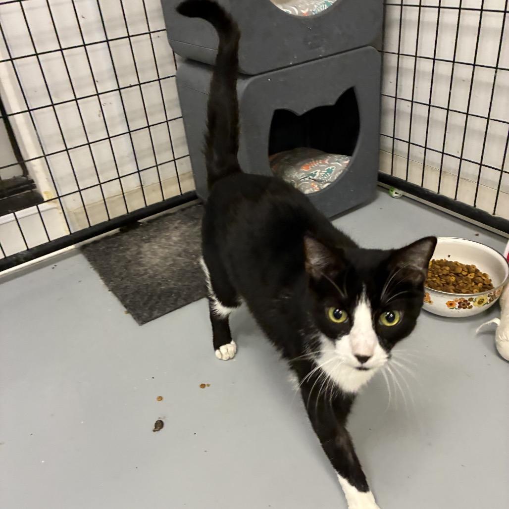 Jack, Adoptable, Adult Male Domestic Short Hair.