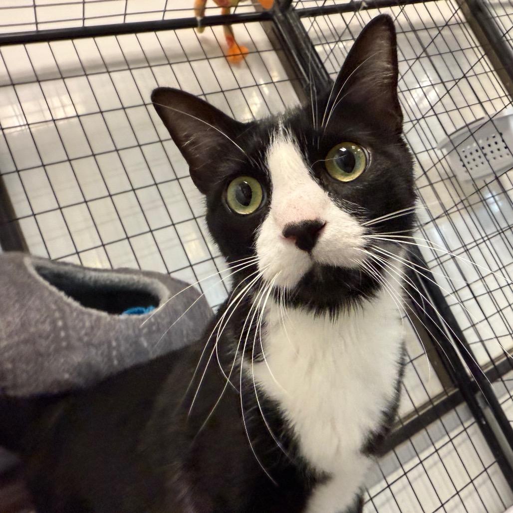 Jack, a Adoptable Domestic Short Hair in Carroll, IA image 2/6