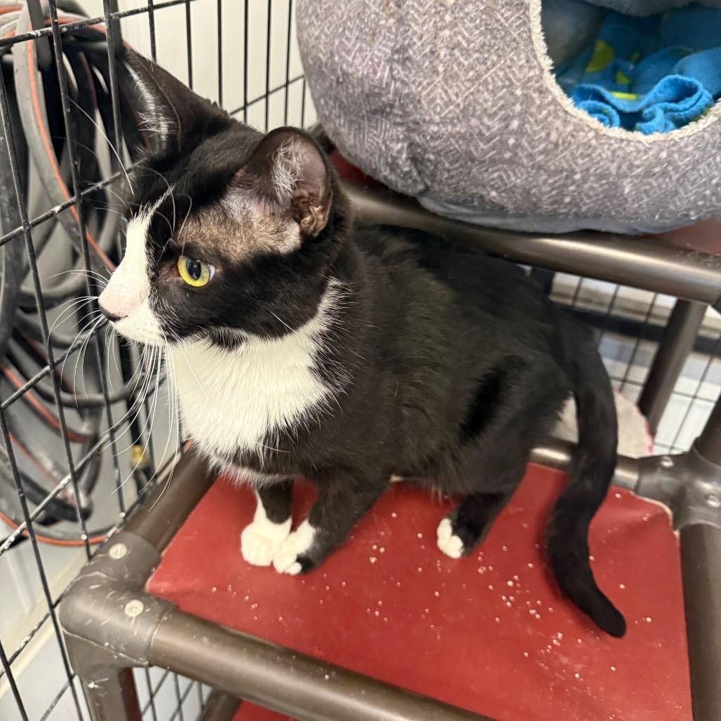 Jack, a Adoptable Domestic Short Hair in Carroll, IA image 3/6