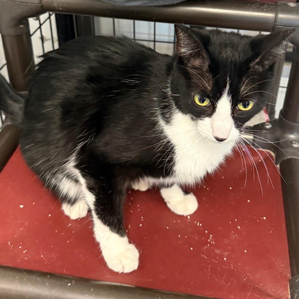 Jack, a Adoptable Domestic Short Hair in Carroll, IA image 4/6