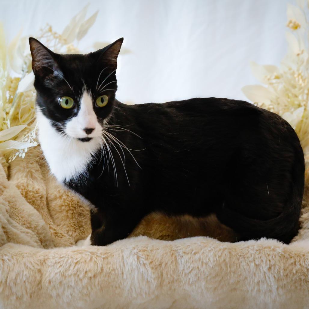 Jack, a Adoptable Domestic Short Hair in Carroll, IA image 5/6