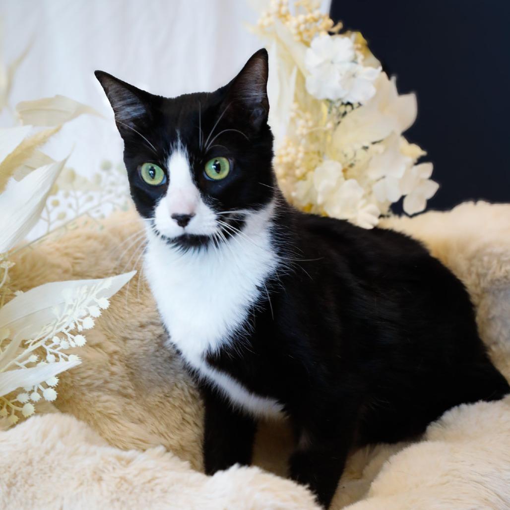 Jack, a Adoptable Domestic Short Hair in Carroll, IA image 6/6