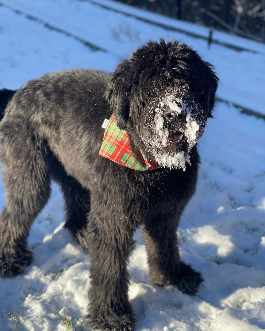 BHRR's Knox, a Adopted Bouvier des Flandres in Oxford Mills, ON image 2/5