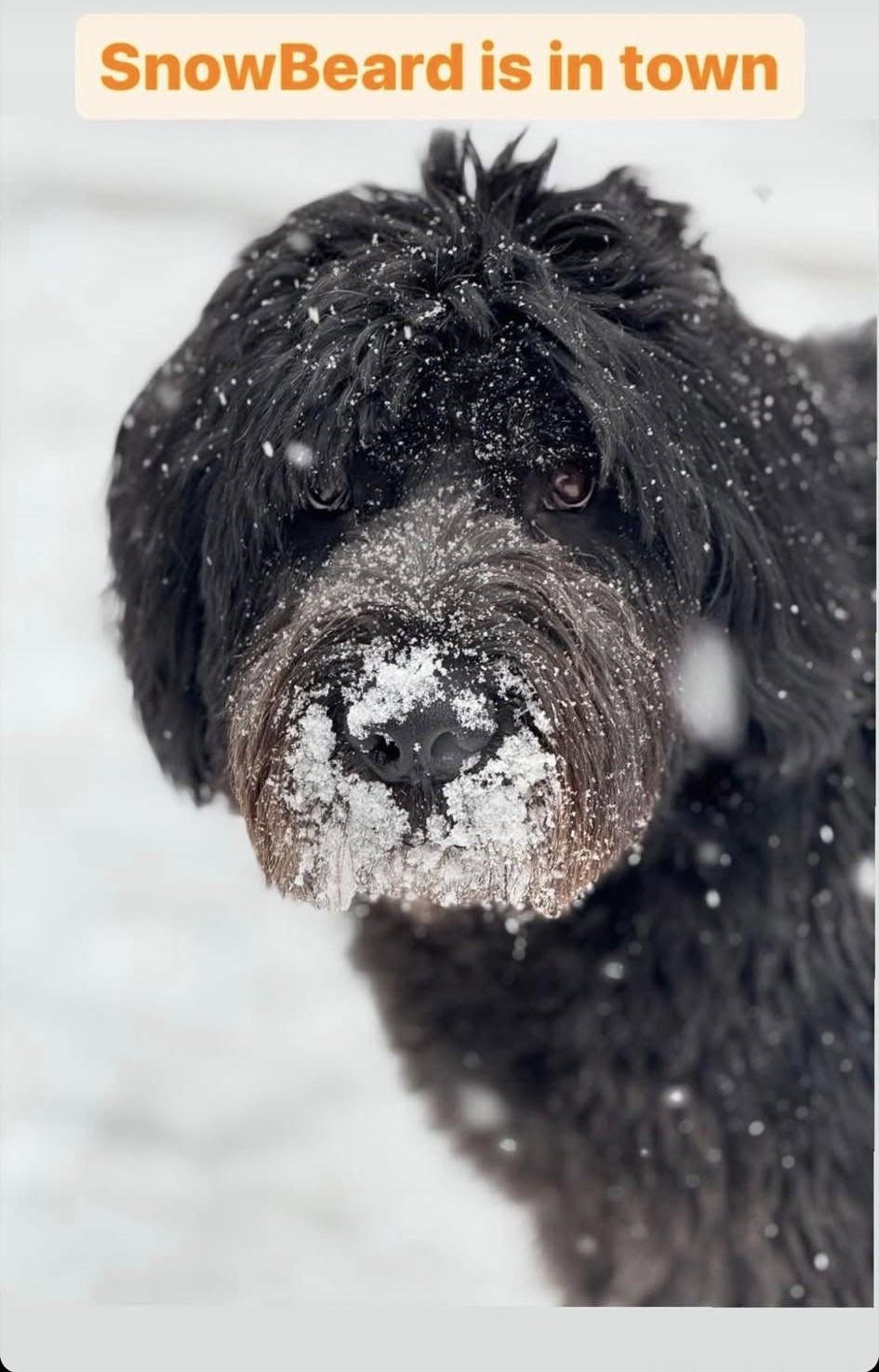 BHRR's Knox, Adopted, Adult Male Bouvier des Flandres.