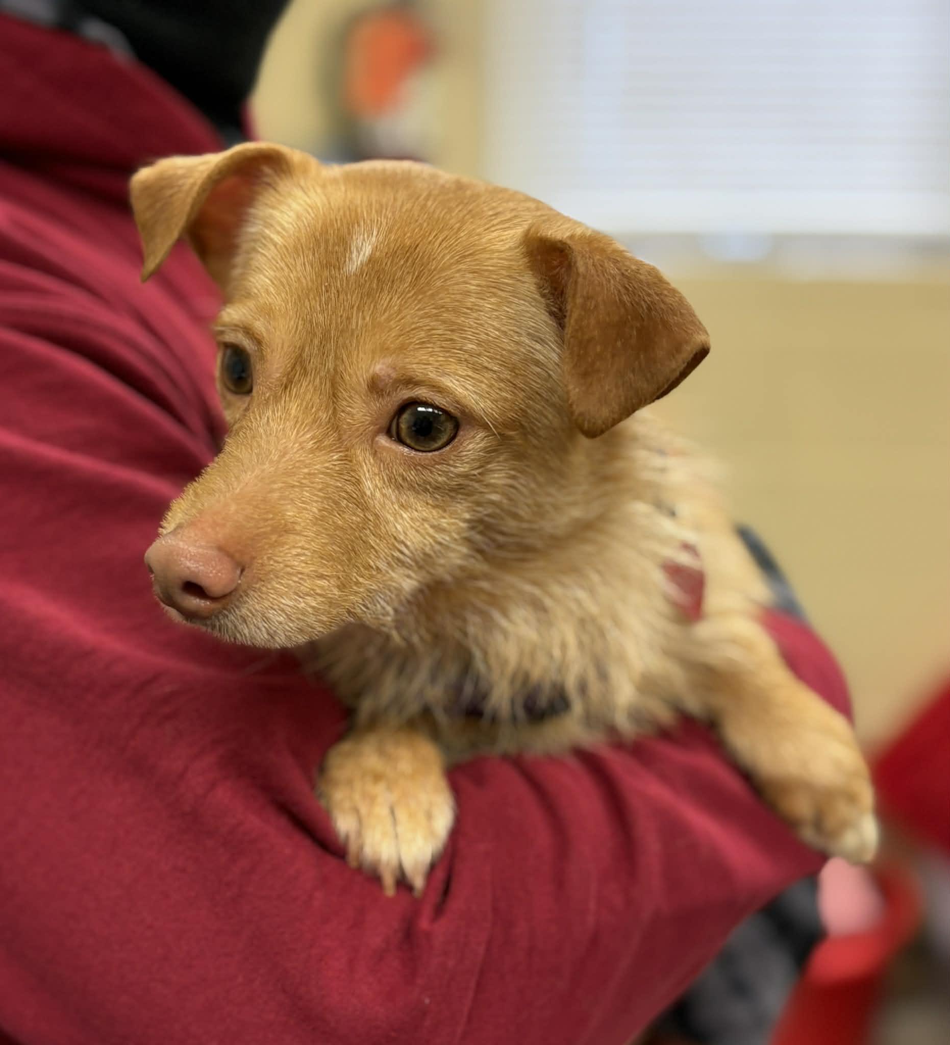Enlarge Badabing, an adopted mixed breed in Grants Pass, OR image 3/3