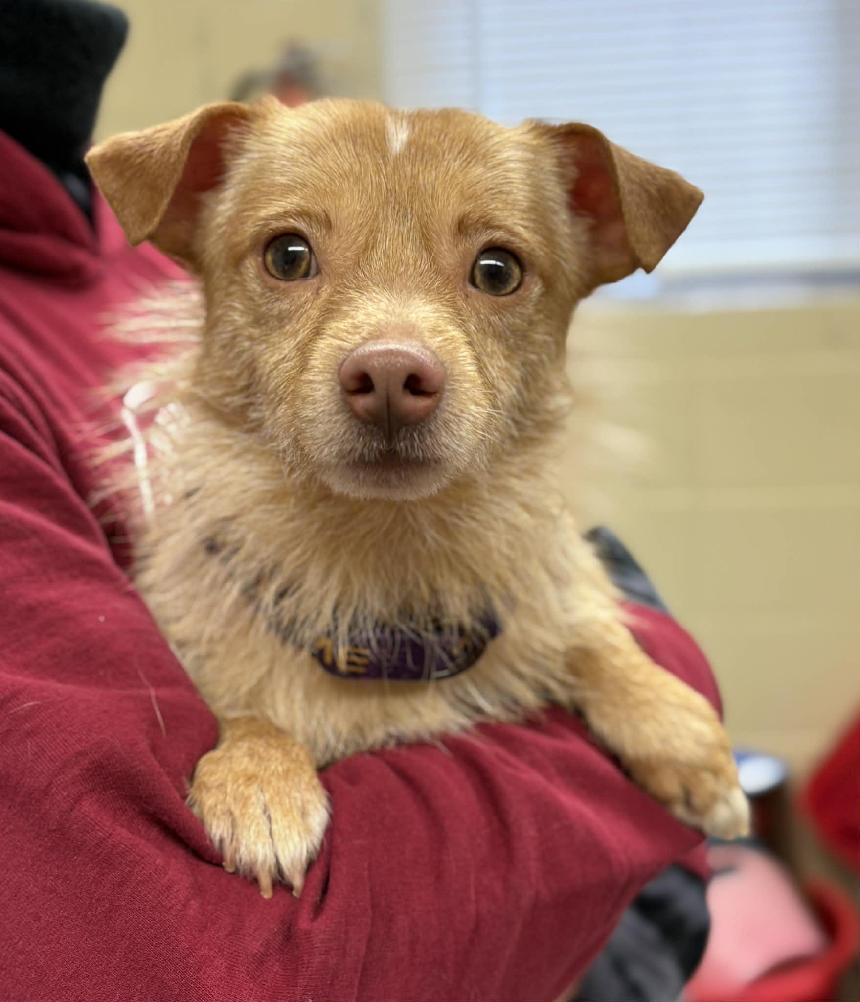 Badabing, adopted, Adult Male Chihuahua.