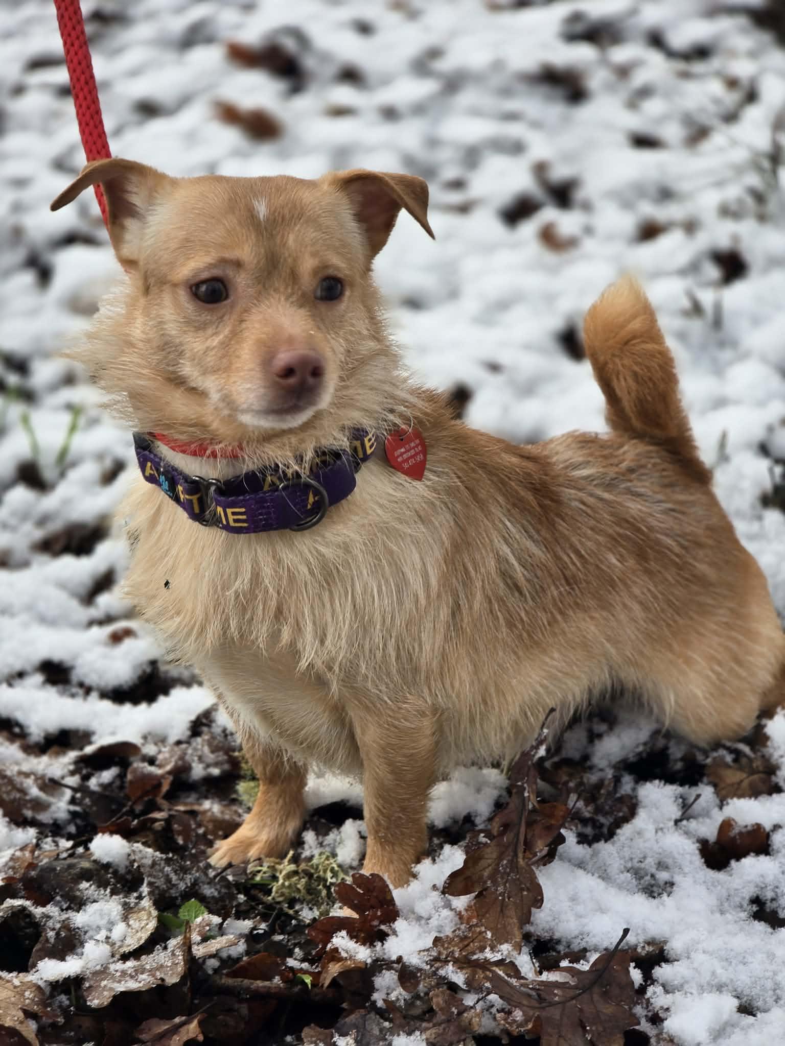 Enlarge Badabing, an adopted mixed breed in Grants Pass, OR image 2/3