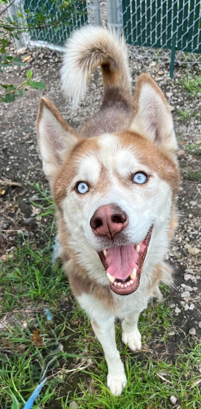 Coby, a ADOPTABLE Siberian Husky in McKeesport, PA image 2/3