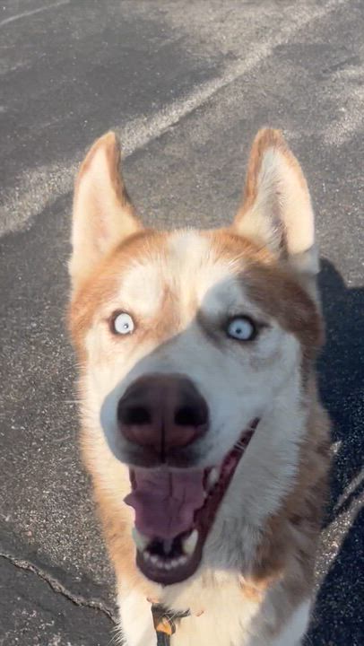 Enlarge Coby, a ADOPTABLE Siberian Husky in McKeesport, PA video 1/3