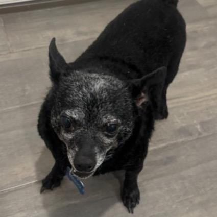 Dingo C-34349, Adoptable, Senior Male Chihuahua.