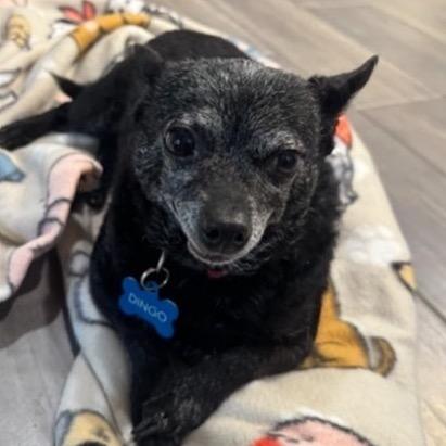 Dingo C-34349, a Adoptable Chihuahua in Oklahoma City, OK image 2/3