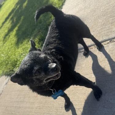 Dingo C-34349, a Adoptable Chihuahua in Oklahoma City, OK image 3/3