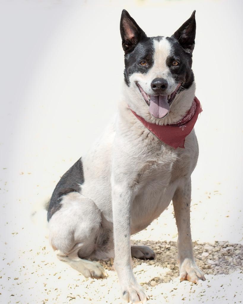 Enlarge Pepper 2, a Adoptable Border Collie in Hot Springs, SD image 1/4