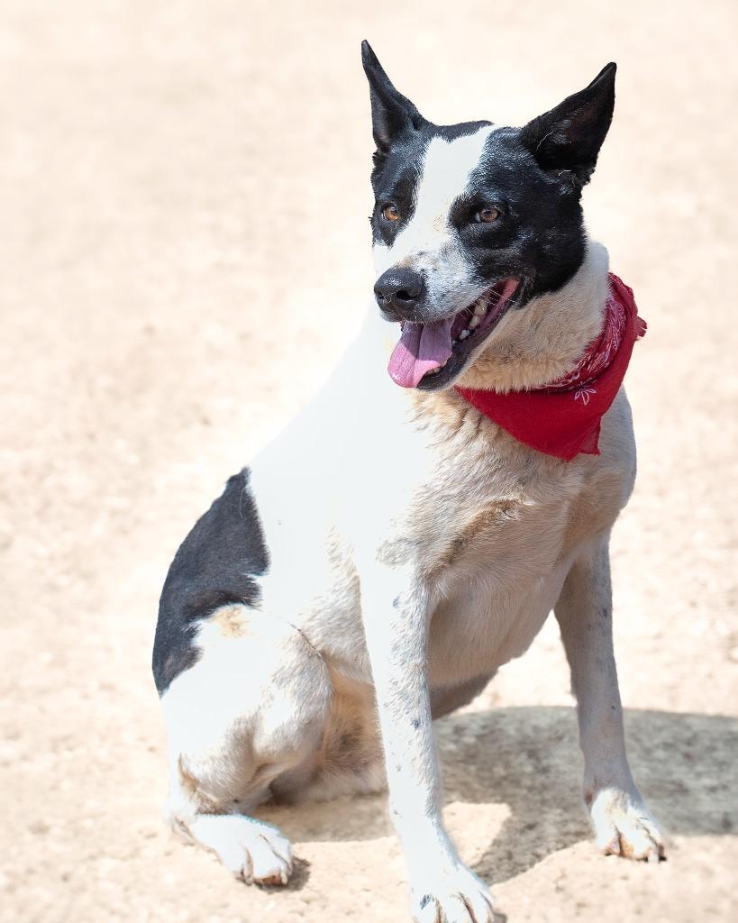 Pepper 2, Adoptable, Adult Male Border Collie.