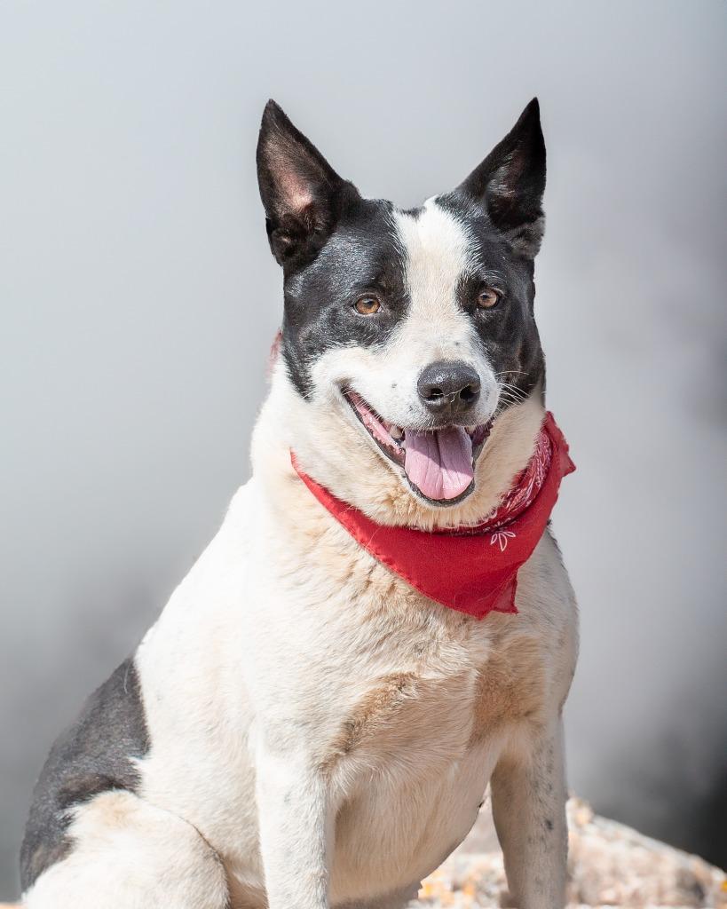 Enlarge Pepper 2, a Adoptable Border Collie in Hot Springs, SD image 4/4