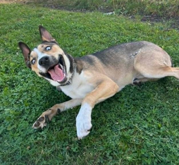 Crumbles, a ADOPTABLE mixed breed in Vancouver, BC image 2/4