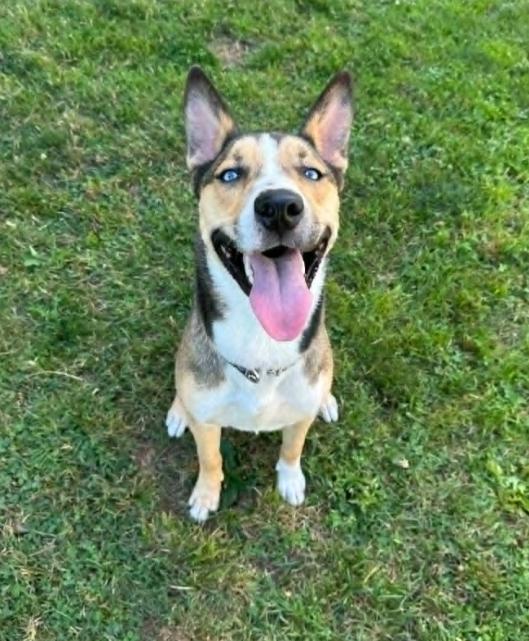 Crumbles, a ADOPTABLE mixed breed in Vancouver, BC image 3/4