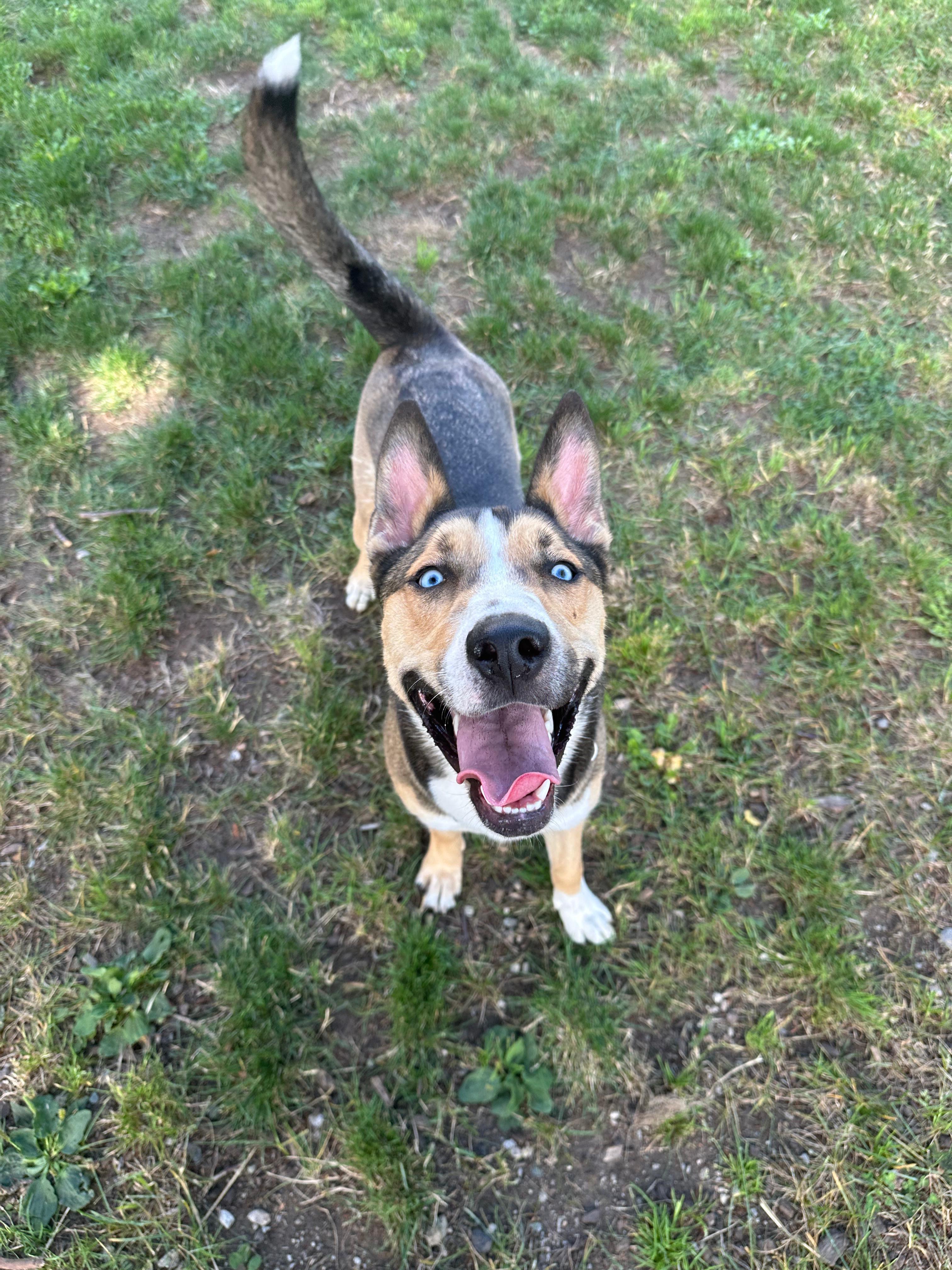 Crumbles, ADOPTABLE, Young Male Husky.