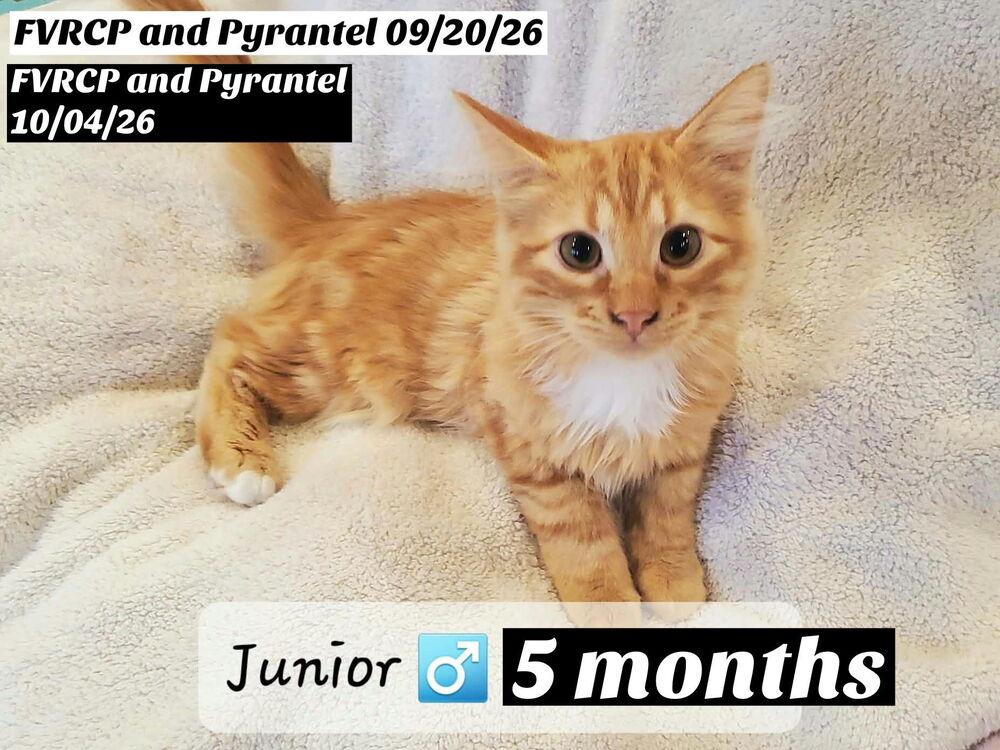 Junior Boy, Adoptable, Kitten Male Domestic Long Hair.