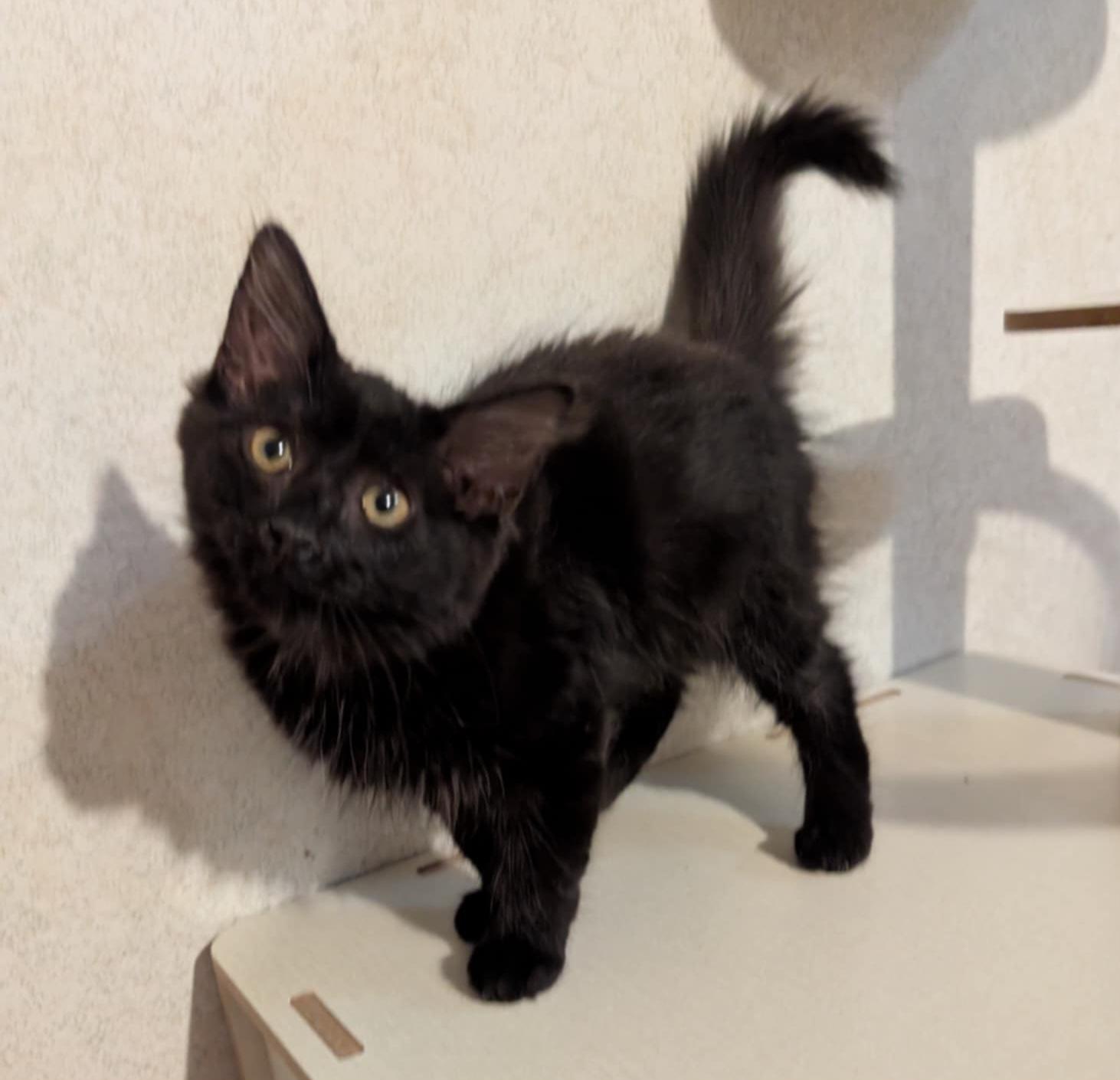 Ember, Baby Female unknown