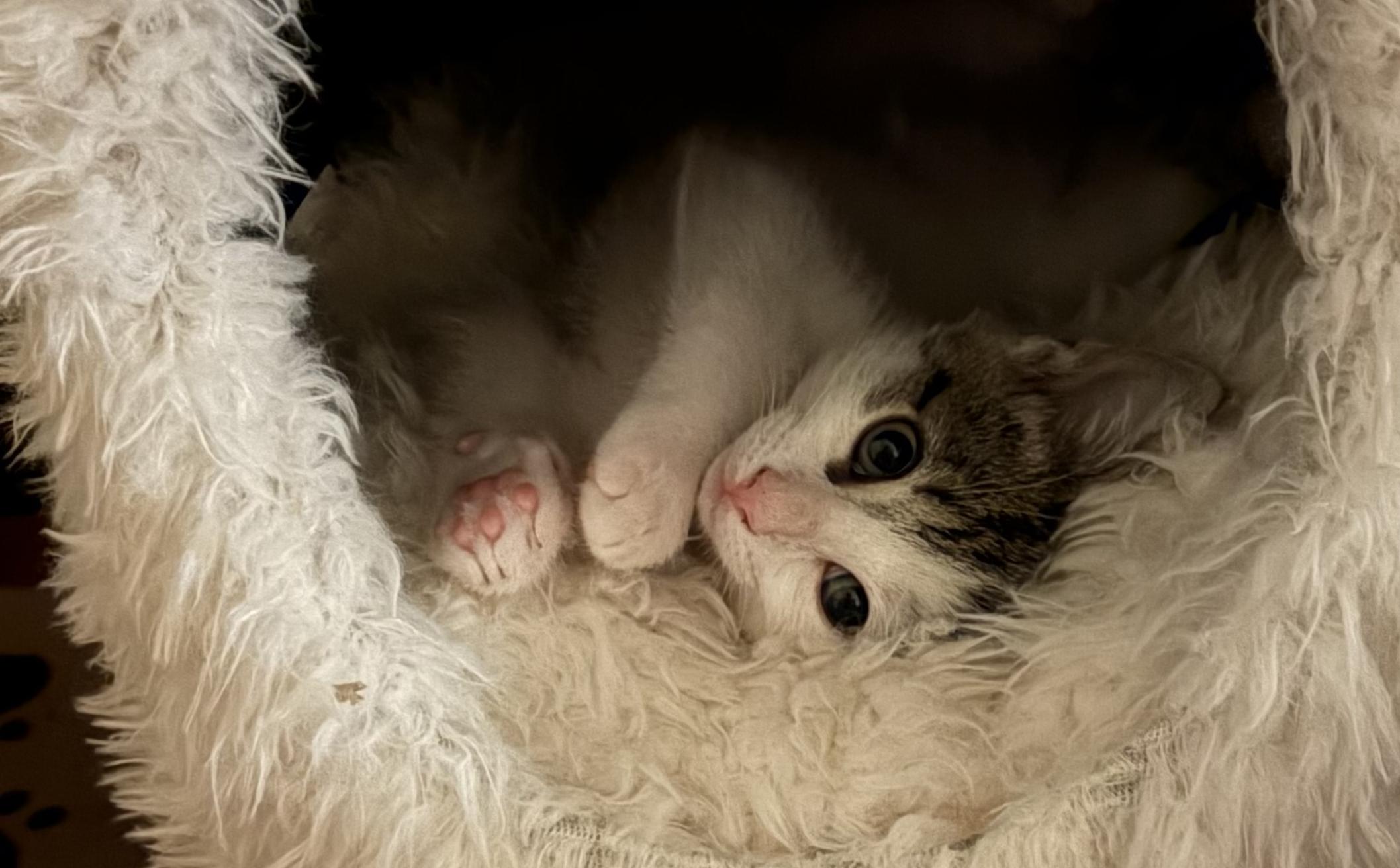 Enlarge Poppi, a Adoptable Domestic Short Hair in Fullerton, CA image 2/2
