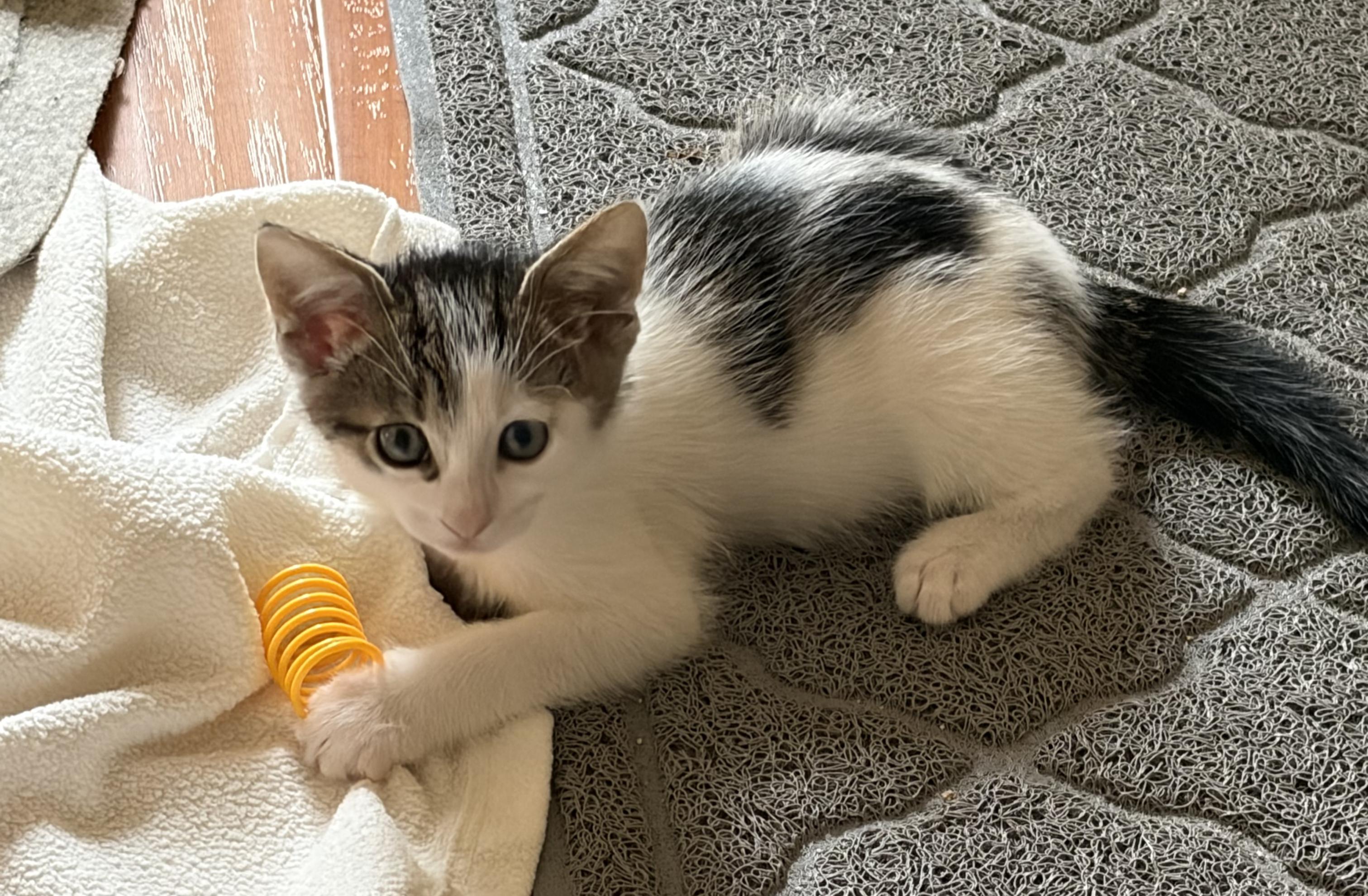 Poppi, Adoptable, Young Female Domestic Short Hair.