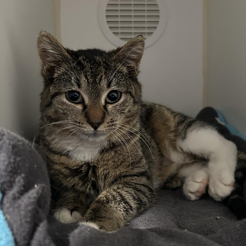 Hannah, Adoptable, Adult Female Domestic Short Hair.