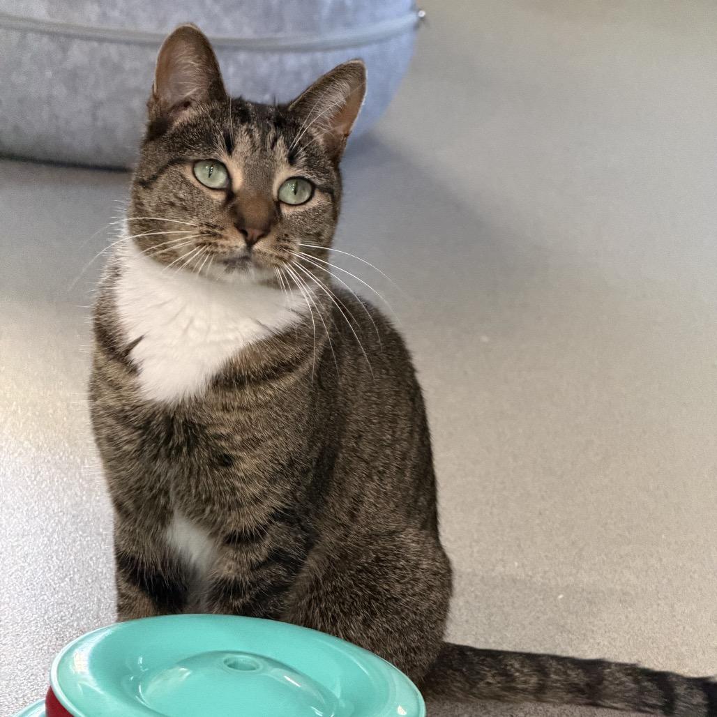 Enlarge Hannah, a Adoptable Domestic Short Hair in Oyster Bay, NY image 2/5