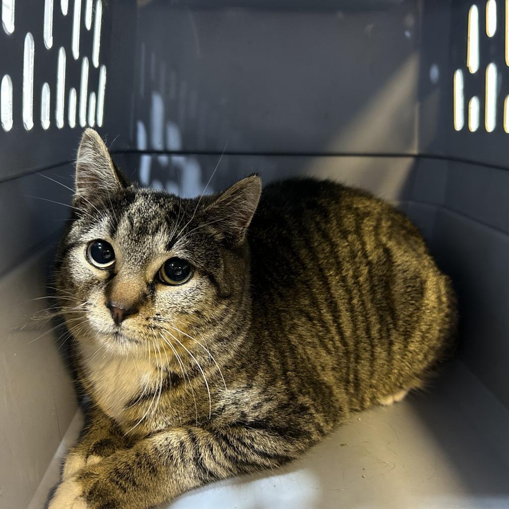 Enlarge Hannah, a Adoptable Domestic Short Hair in Oyster Bay, NY image 3/5