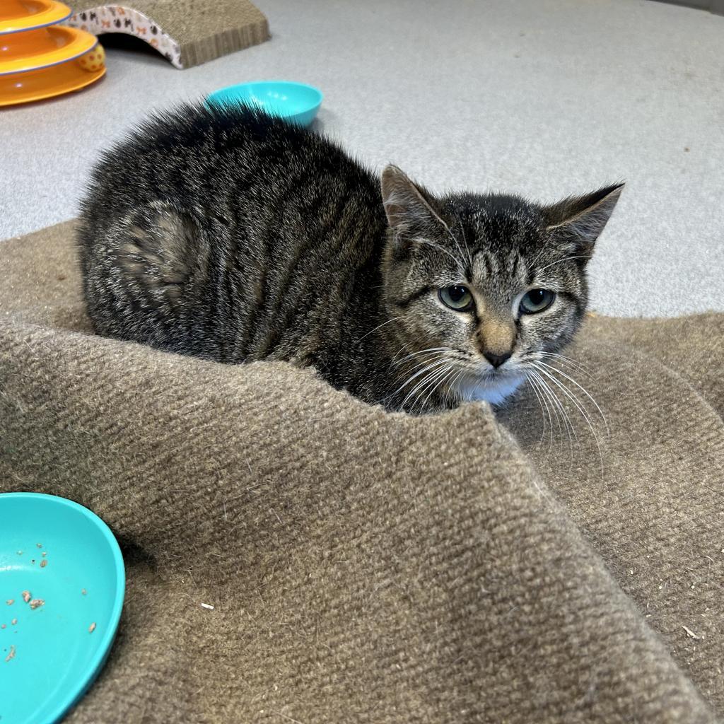 Enlarge Hannah, a Adoptable Domestic Short Hair in Oyster Bay, NY image 4/5