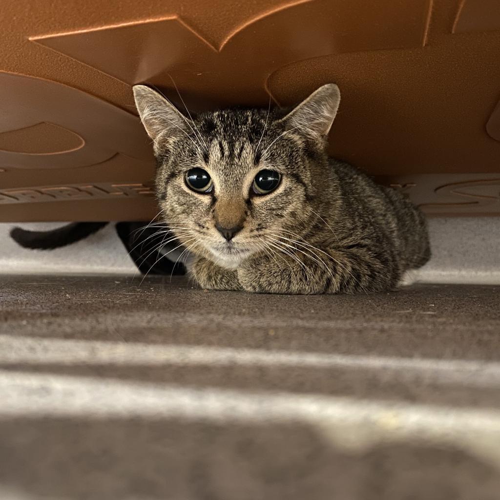 Enlarge Hannah, a Adoptable Domestic Short Hair in Oyster Bay, NY image 5/5