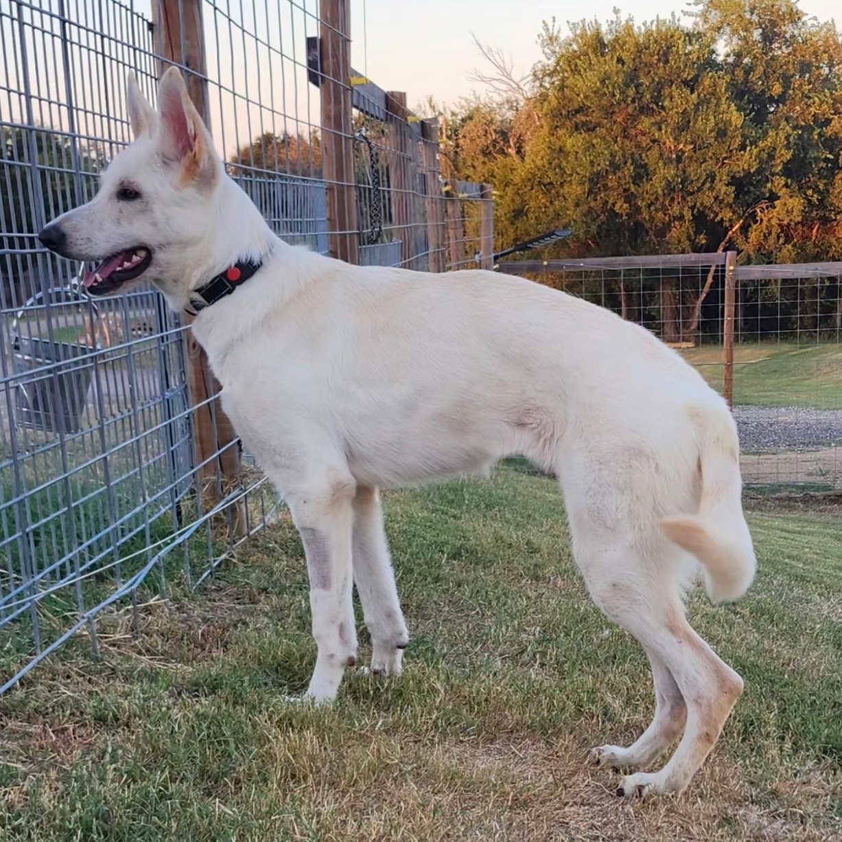 LEXA, Adoptable, Young Female German Shepherd Dog.