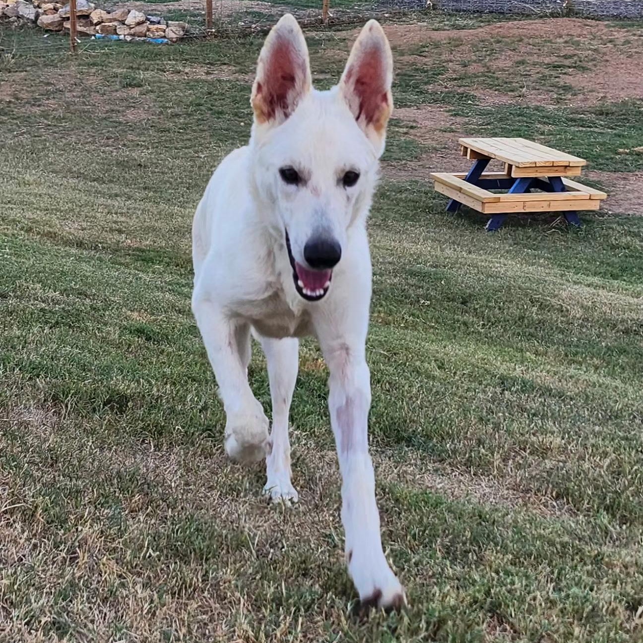 LEXA, a Adoptable mixed breed in Weatherford, TX image 2/4