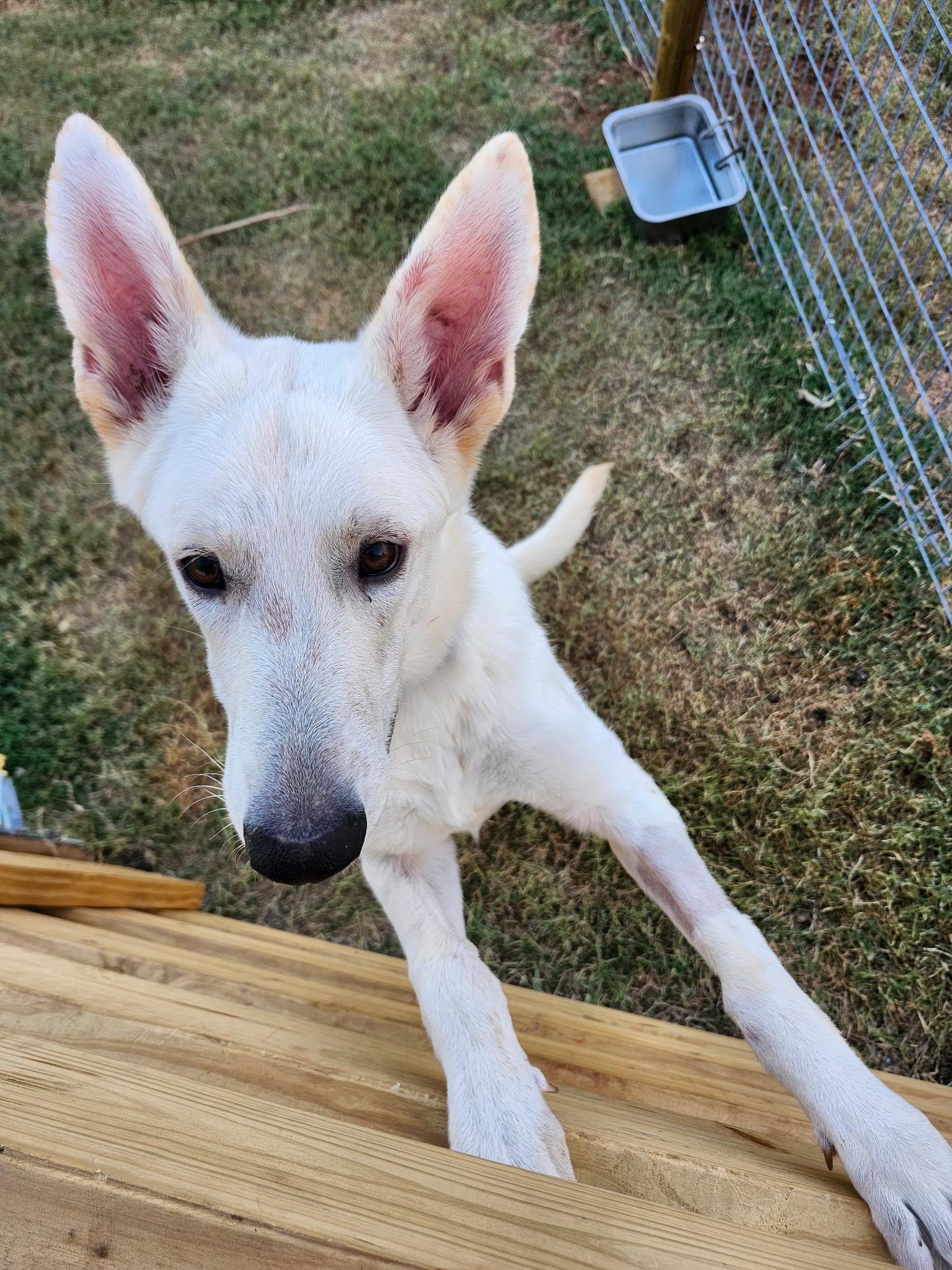 LEXA, a Adoptable mixed breed in Weatherford, TX image 3/4